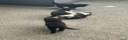 Mixed Breed cats for sale: Kittens for sale £20 - Advert 11