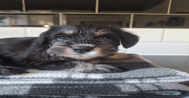 Miniature Schnauzer dogs - Advert 1