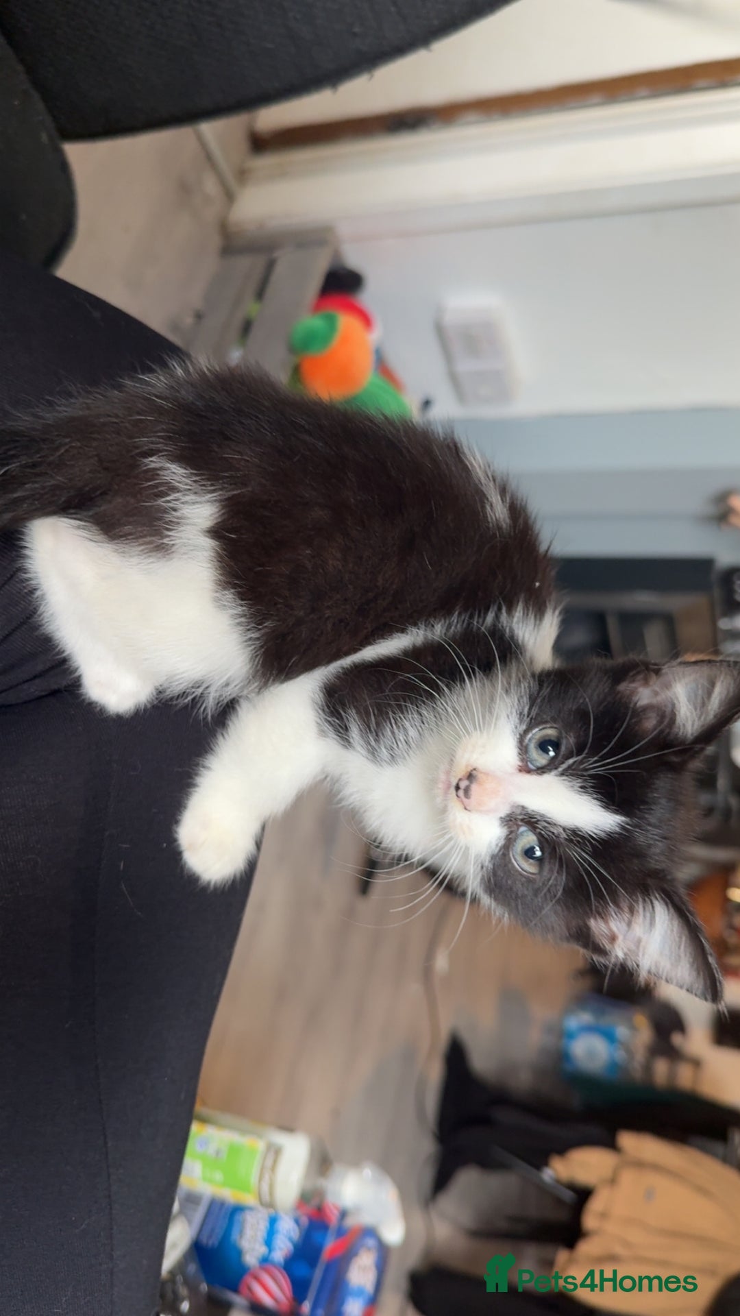 Mixed Breed cats for sale: 3 Kittens for sale  - Image 6