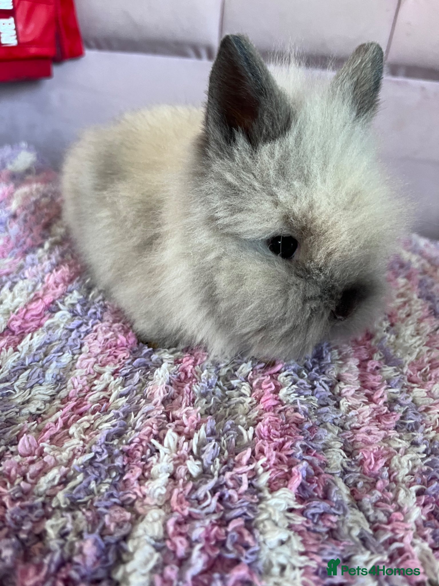 Lionhead rabbits Double mained lionhead babies  - Advert 1