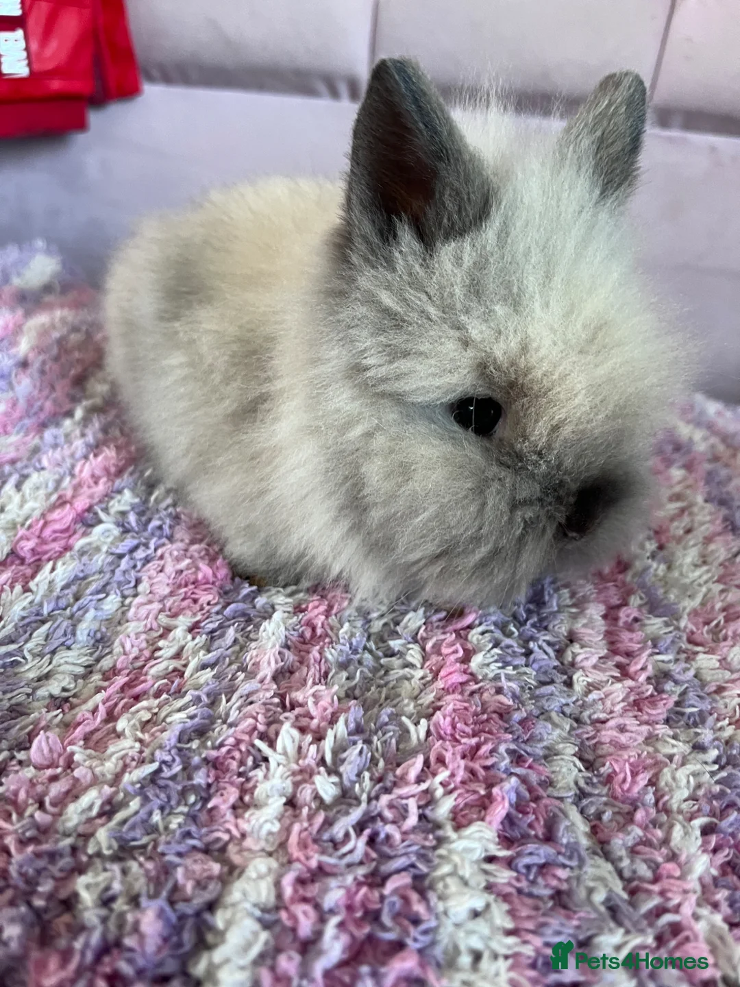 Lionhead rabbits for sale: Double mained lionhead babies  - Advert 1