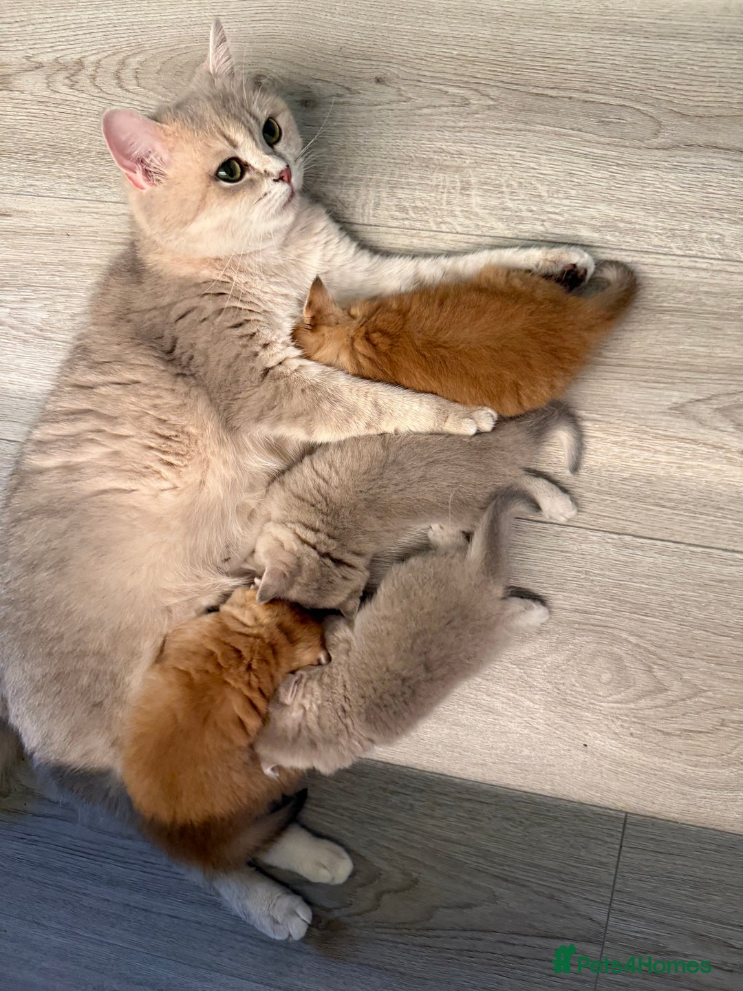 British Shorthair cats for sale: Golden Blue British Shorthair kittens  - Advert 28