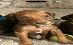 Mixed Breed dogs for sale: Lurcher Saluki x Doberman - Image 7