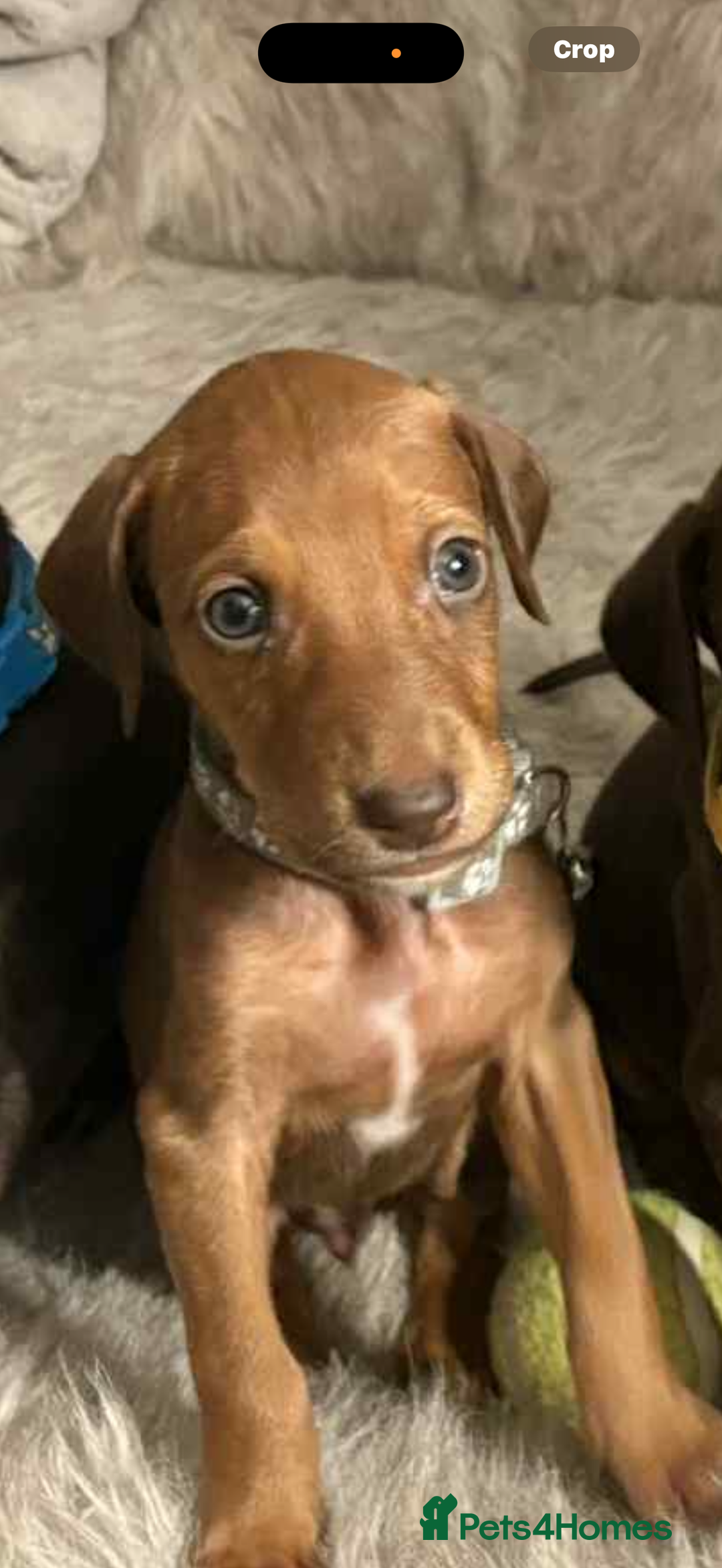 Mixed Breed dogs for sale: Lurcher Saluki x Doberman - Image 7