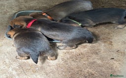 Border Terrier dogs for sale: Border Terrier Puppies - Image 7