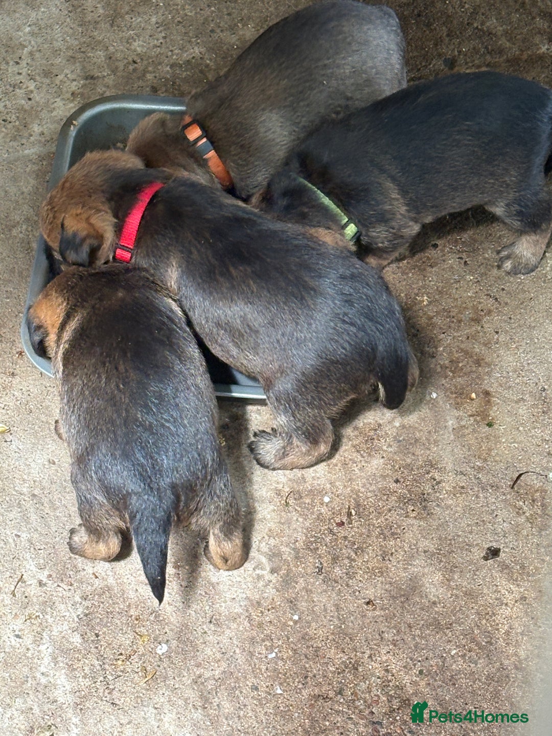 Border Terrier dogs for sale: Border Terrier Puppies - Image 7