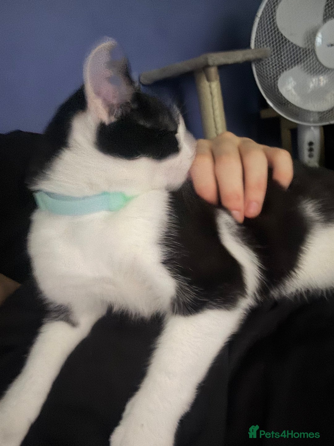 Domestic Shorthair cats for sale: Normal cat (omelet  - Image 3