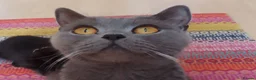 British Shorthair cats for sale: Beautiful Long-Haired British Shorthair Cross  - Advert 1
