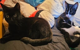 British Shorthair cats for sale: Male Kitten looking for a new home - Image 2