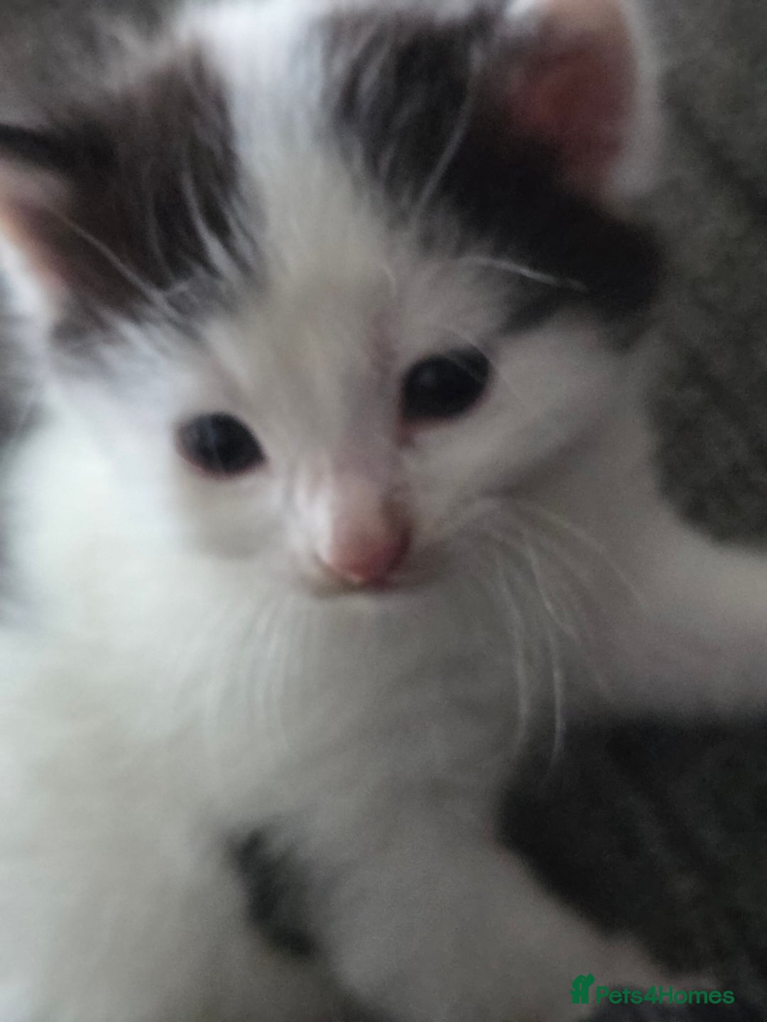 Mixed Breed cats for sale: 5 Fabulous kittens - Advert 24
