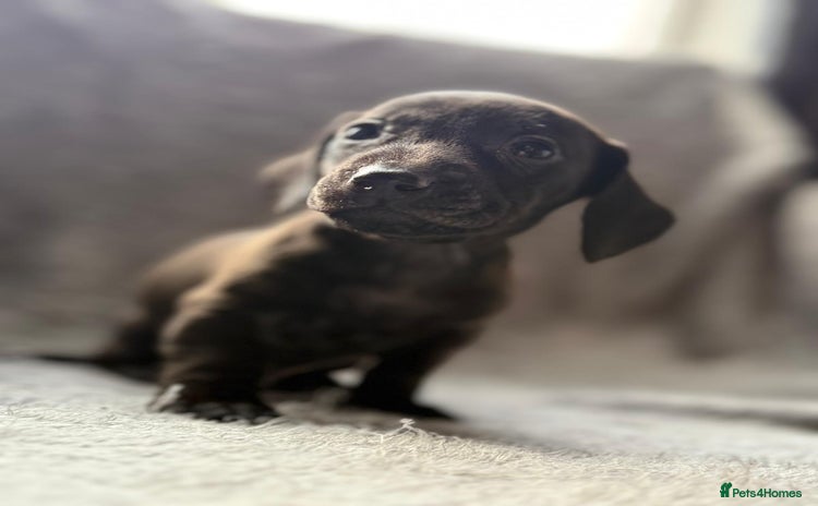 Miniature Dachshund dogs - Advert 5