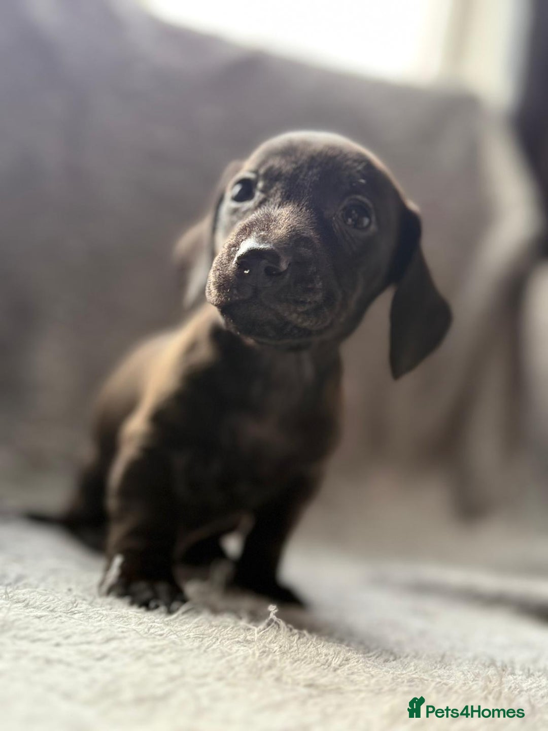 Miniature Dachshund dogs for sale: Smooth haired Miniature dachshunds - Image 1
