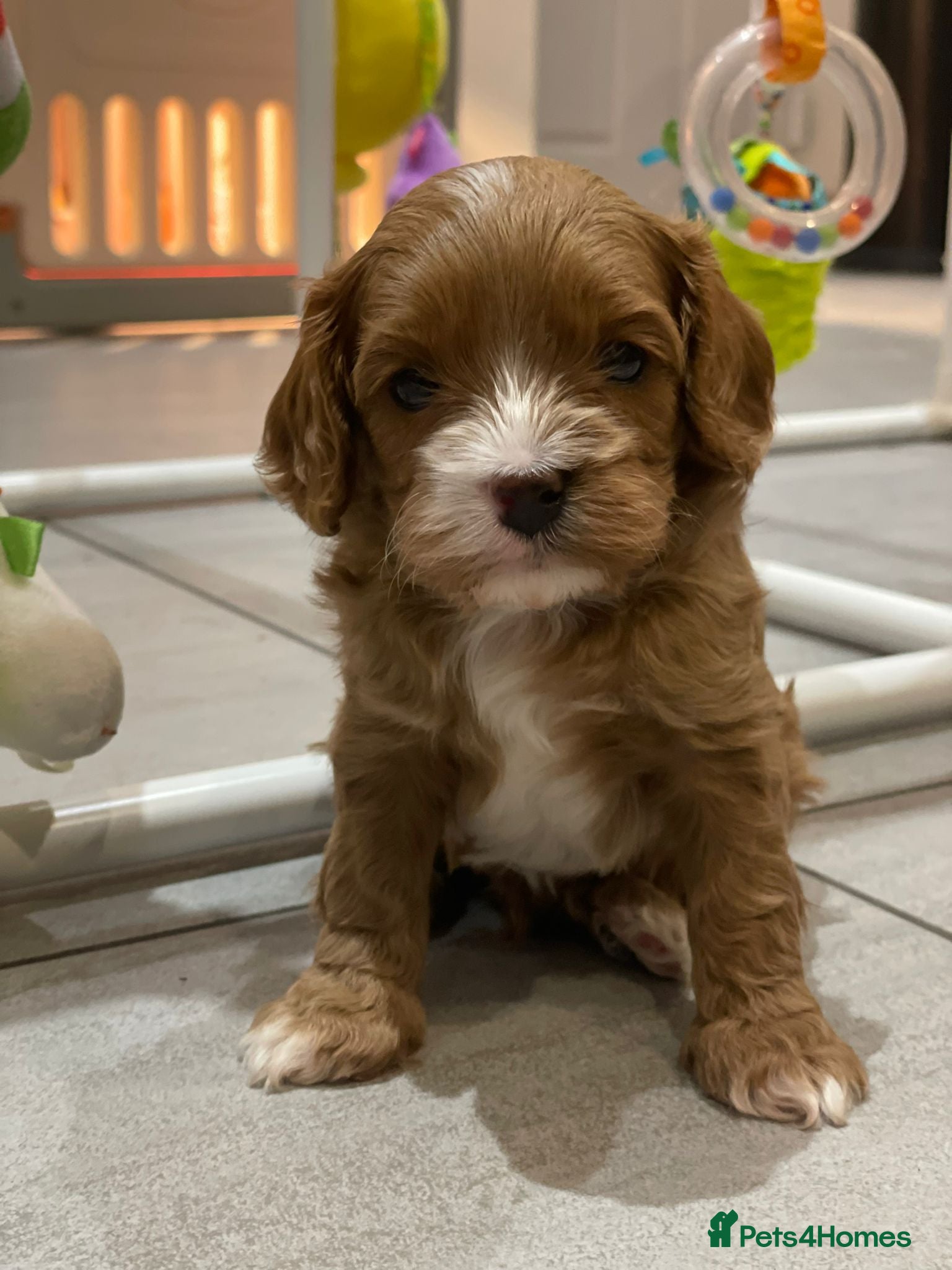 Cavapoo dogs Fox Red F1 Cavapoo’s  - Advert 2