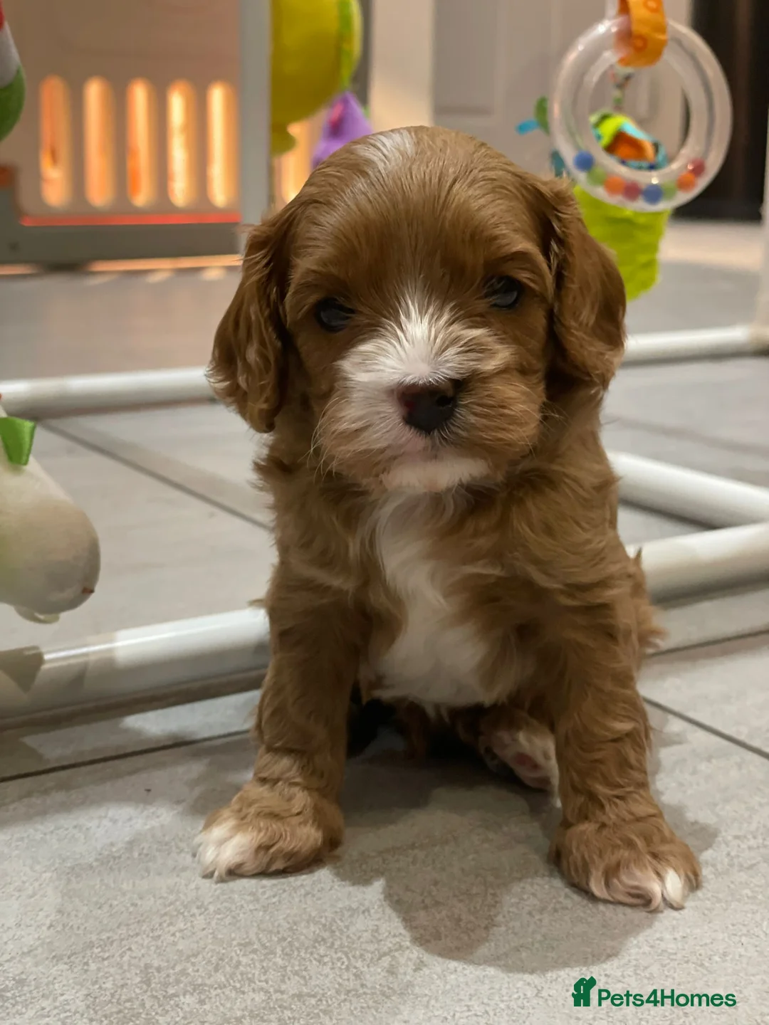 Cavapoo dogs for sale: Fox Red F1 Cavapoo’s  in Halifax - Advert 2