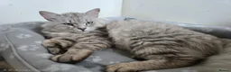 Siberian cats for sale: Beautiful Siberian Kittens  - Advert 3