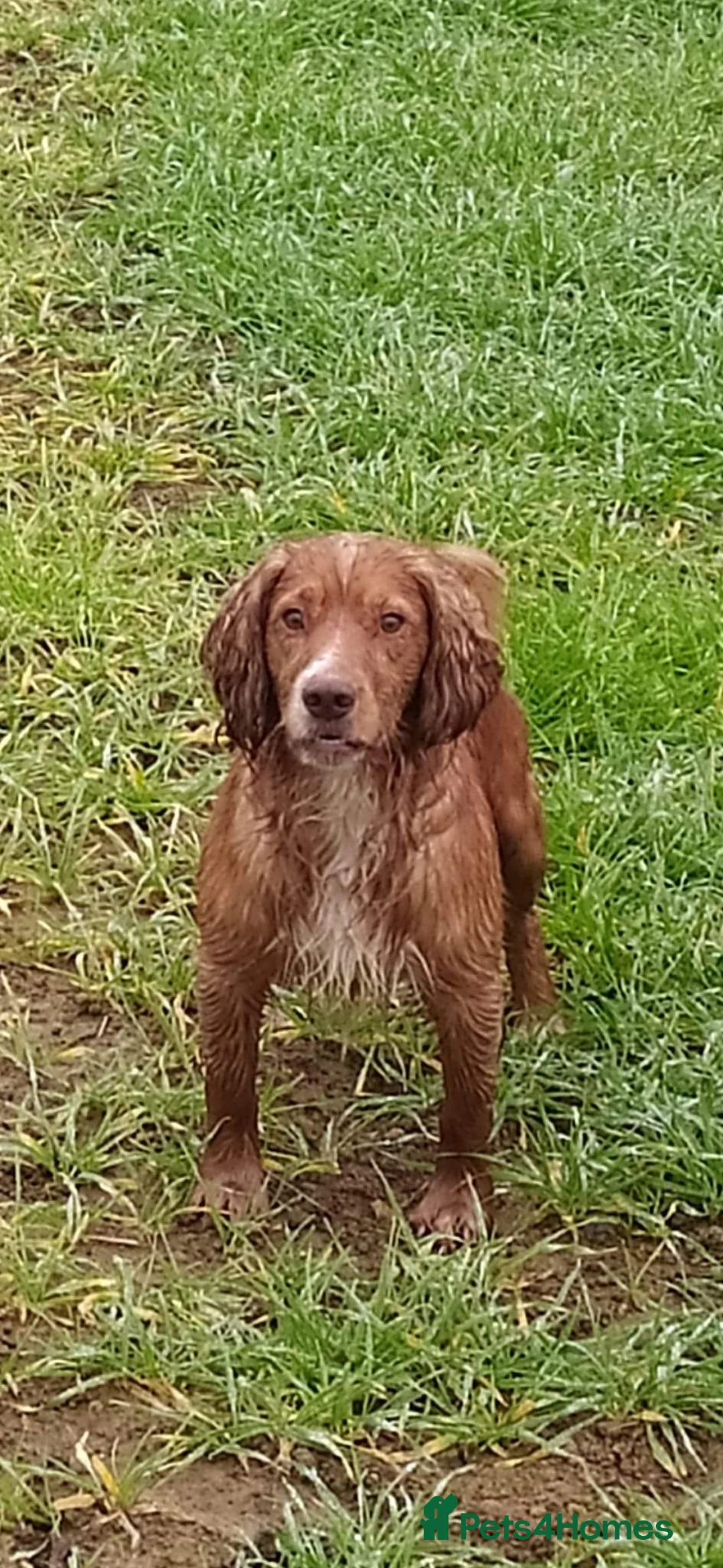 Cocker Spaniel dogs for stud: Proven working cocker spaniel stud very well bred in Sutton-in-Ashfield - Advert 3