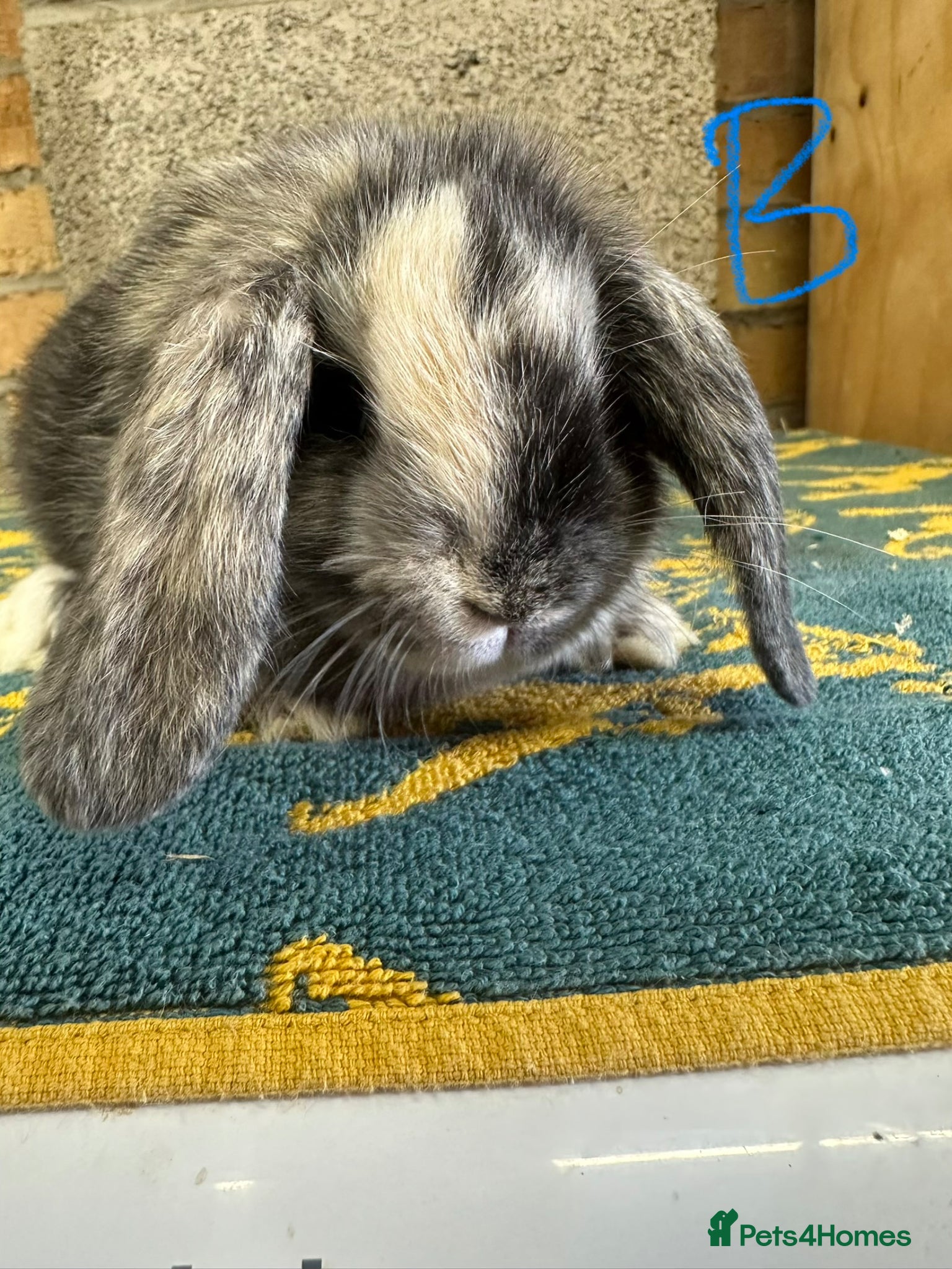 Mini Lop rabbits Mini Lop Rabbits For Sale - Advert 1