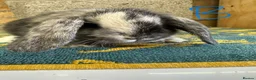 Mini Lop rabbits for sale: Mini Lop Rabbits For Sale - Advert 3