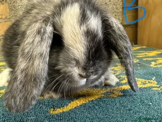 Mini Lop rabbits for sale: Mini Lop Rabbits For Sale - Advert 3