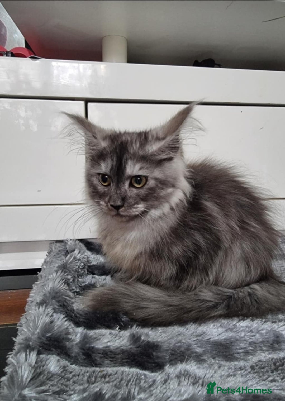 Maine Coon cats for sale: Beautiful Maine Coon Kittens - Advert 2