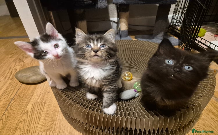 Mixed Breed cats - Advert 3