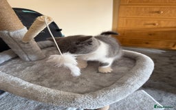 British Shorthair cats for sale: Blue bi colour female kitten - Image 4