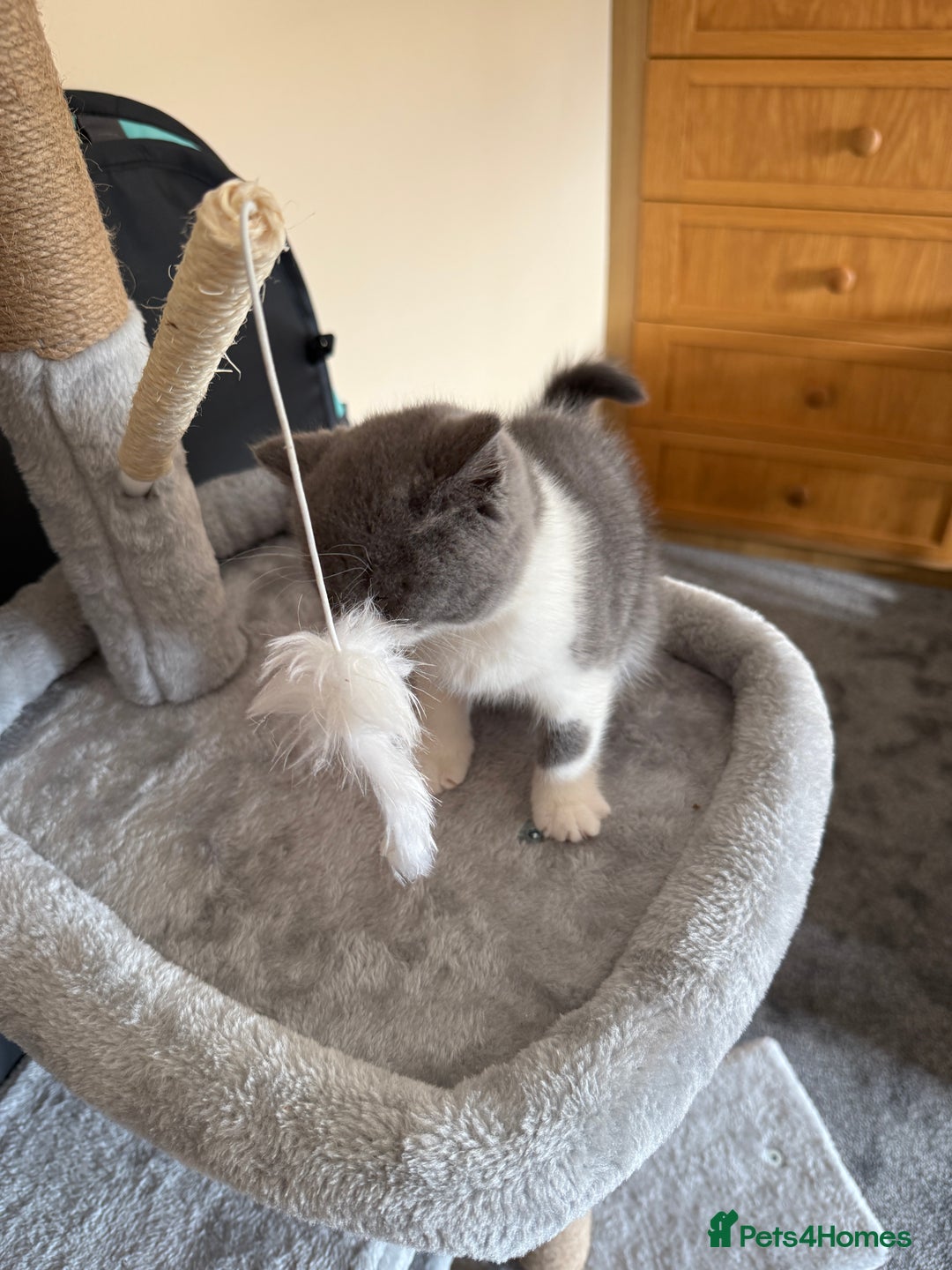 British Shorthair cats for sale: Blue bi colour female kitten - Image 4