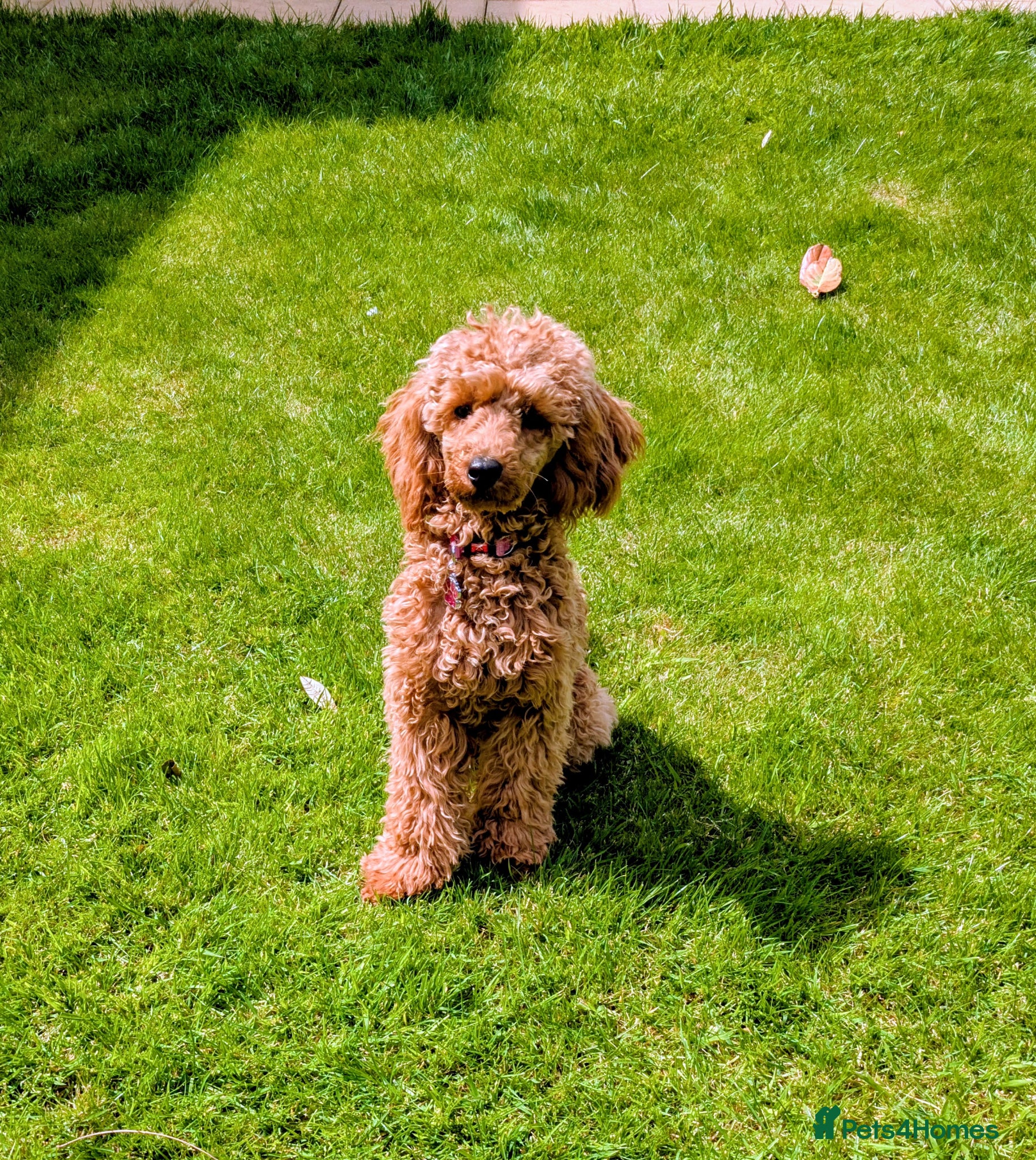 Toy Poodle dogs Toy poodle  - Advert 6