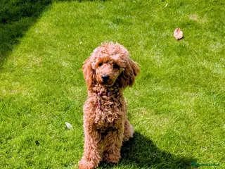 Toy Poodle dogs Toy poodle - Advert 5