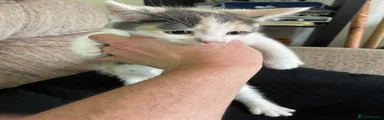 Mixed Breed Kitten 3