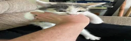 Mixed Breed cats for sale: 🐾 Adorable Kittens for Sale – Bristol 🐾 - Advert 3