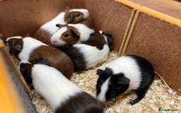Guinea Pig rodents for sale: Bonded boars/boys - Image 1