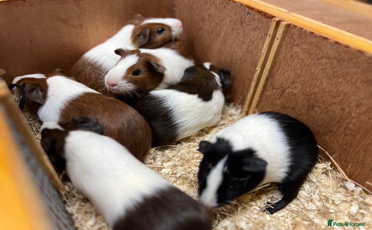 Guinea Pig rodents - Advert 5