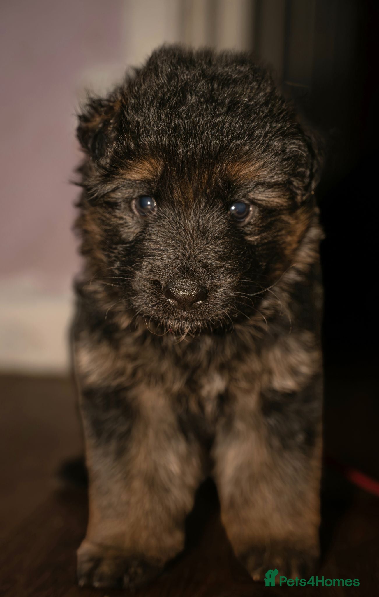 German Shepherd dogs KC Fantastic long coat German Shepherd's  - Advert 2