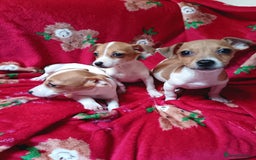 Jack Russell dogs for sale: Jack Russell puppies  - Image 8