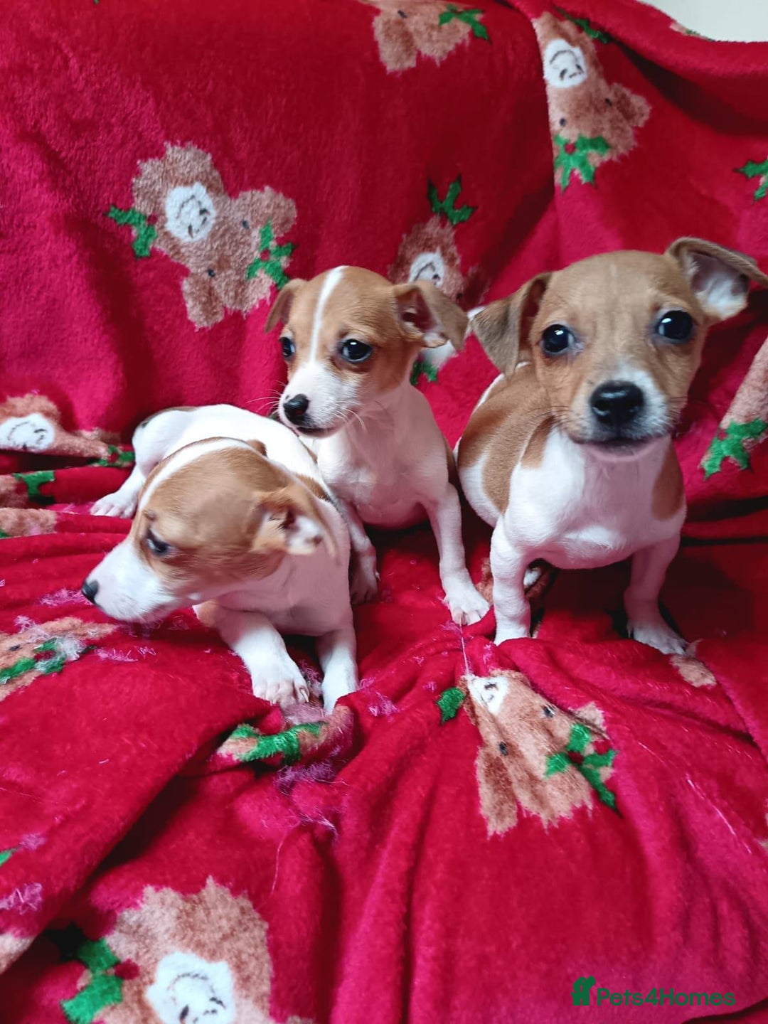 Jack Russell dogs for sale: Jack Russell puppies  - Image 8
