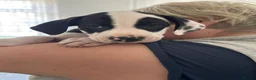 Mixed Breed dogs for sale: Lovely puppy’s for sale  in Coventry - Advert 6