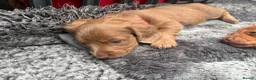Miniature Dachshund dogs for sale: Long haired miniature dachshunds  in Liverpool - Advert 32