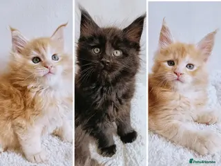 Maine Coon cats XXL Maine coon kittens, DNA health tests - Advert 1