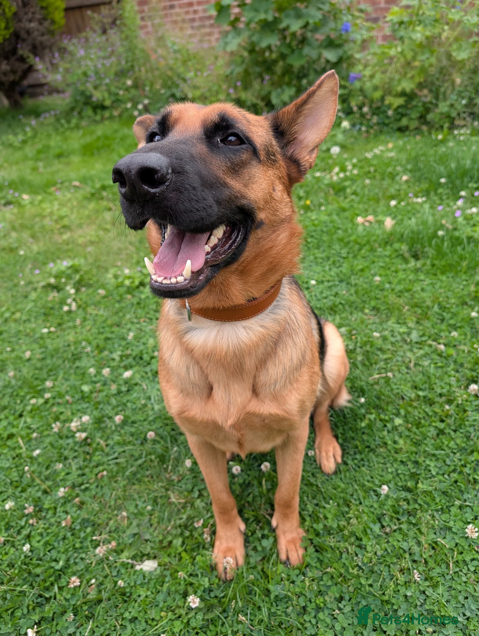 German Shepherd dogs A beautiful Skye  - Advert 1
