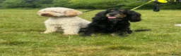Cockapoo dogs for sale: 5 F1B Cockapoo puppies - Advert 3