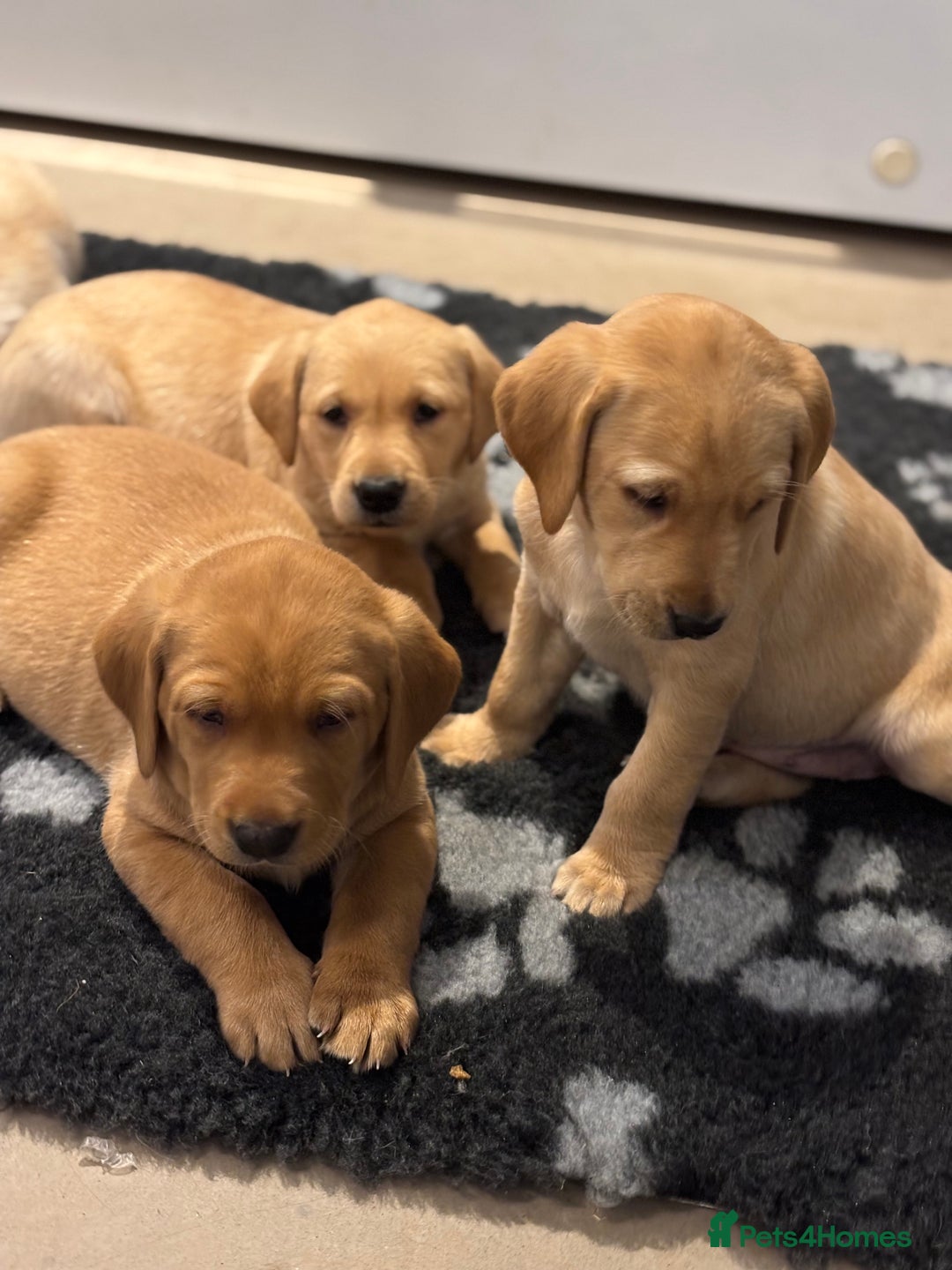 Labrador Retriever dogs for sale: KC Registered Labrador Puppies for Sale - Advert 7