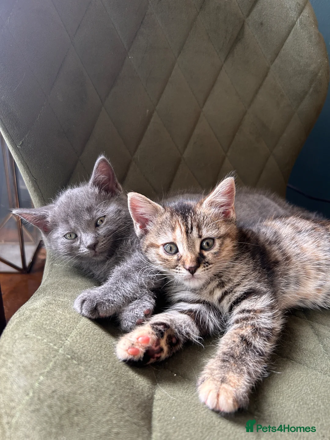 Mixed Breed cats for sale: British shorthair x bengal  - Advert 1