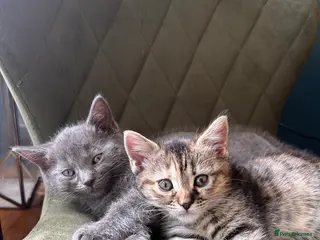 Mixed Breed cats British shorthair x bengal - Advert 16