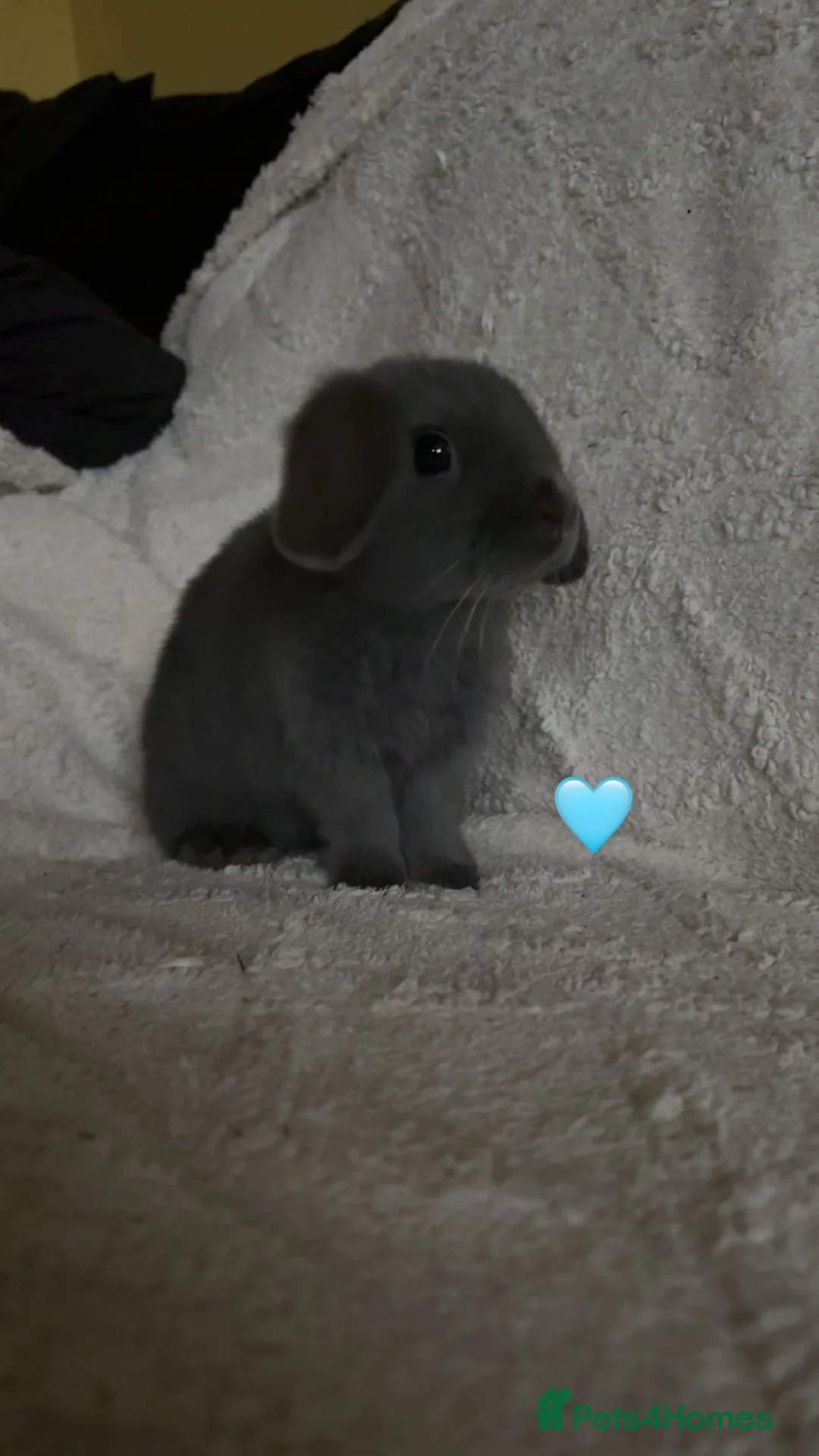 Mixed Breed rabbits for sale: baby rabbits now available - Advert 22