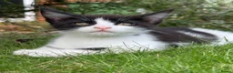 Mixed Breed cats for sale: Half Maine Coon Kittens - Beautiful Pair 🐾 - Advert 13