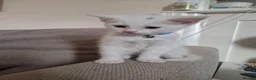 Mixed Breed cats for sale: Turbo - Advert 2
