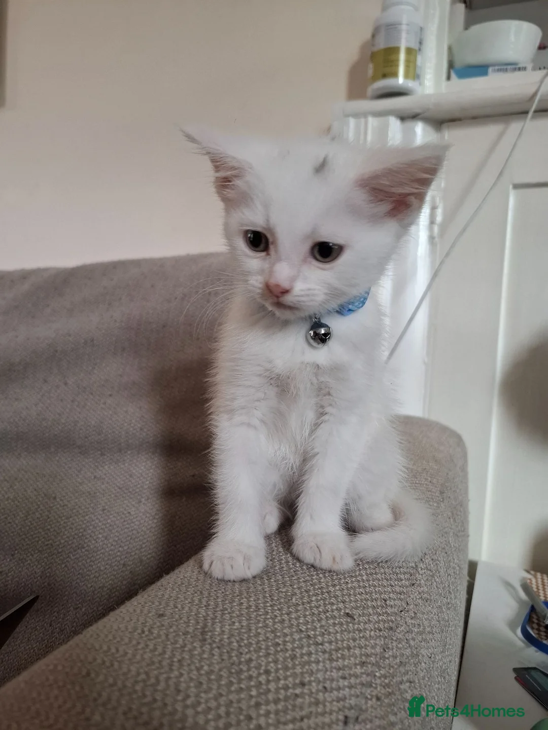 Mixed Breed cats for sale: Turbo - Advert 2
