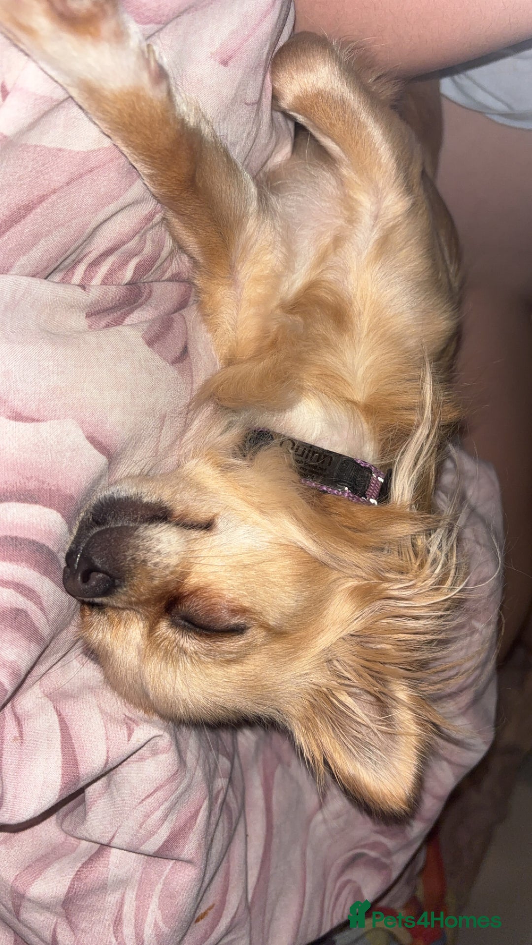 Chihuahua dogs for sale: Beautiful tiny Chihuahua - Advert 2