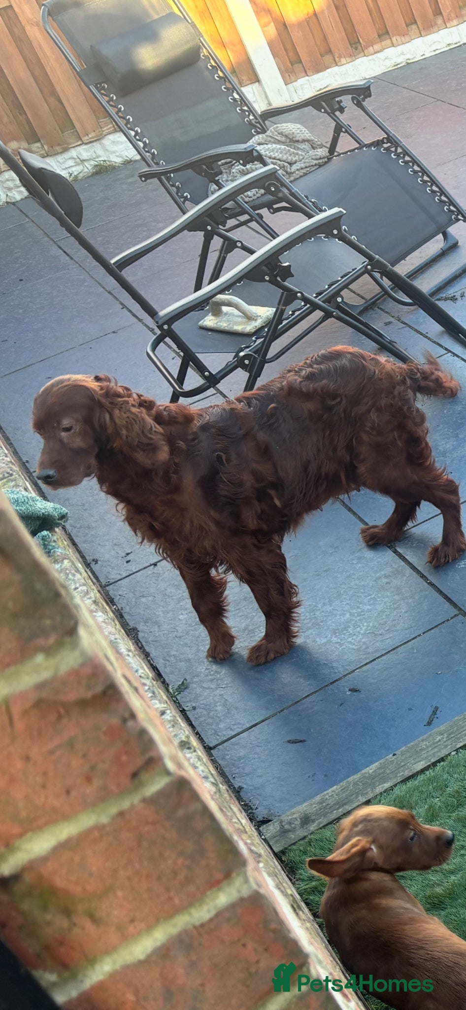 Mixed Breed dogs Beautiful Irish Setter x Labrador Puppies 🐾 - Advert 2